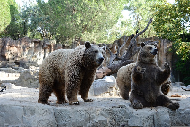 Bären im Zoo von Madrid