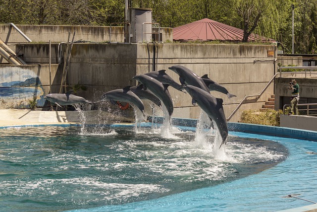 Delfinshow im Zoo von Madrid