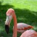 Flamingos im Zoo