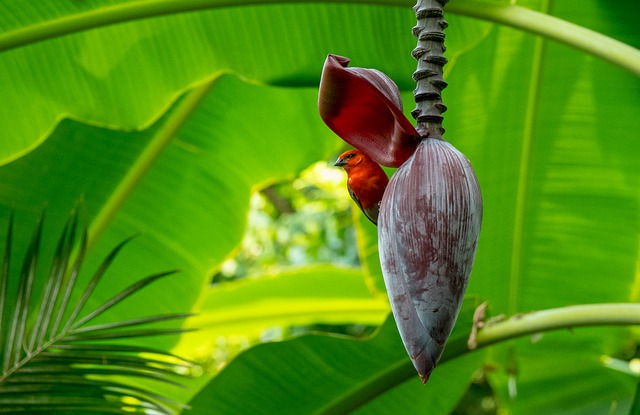Exotische Pflanzen auf den Seychellen