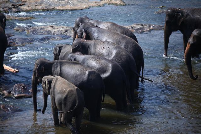 Elefantenbaden in Sri Lanka