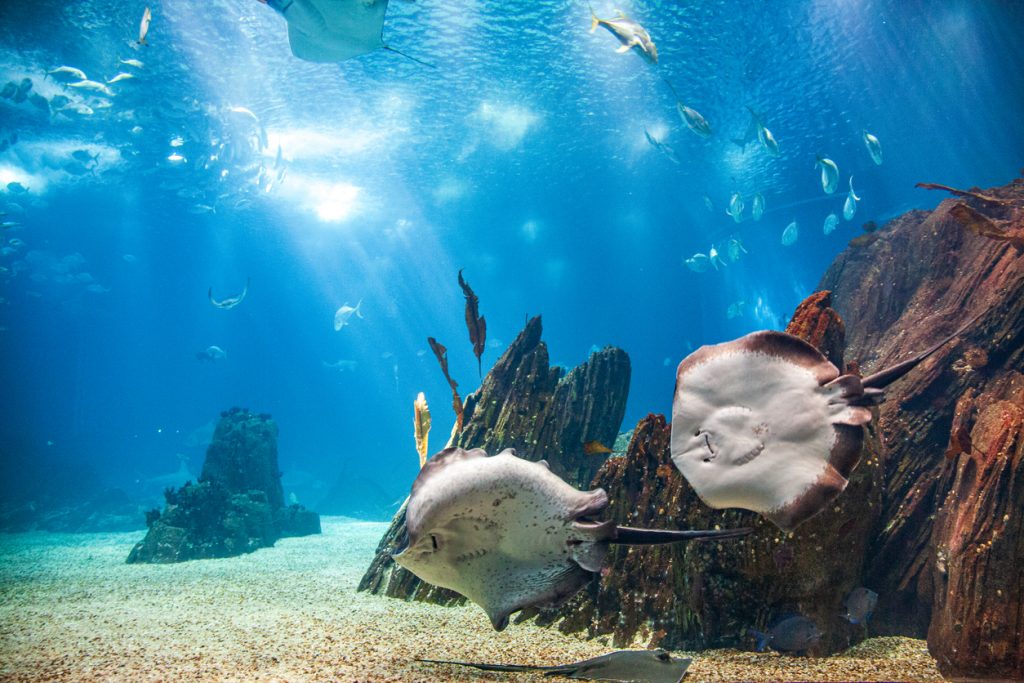 Unterwasseransicht im Oceanário de Lisboa mit zwei Rochen, Schwarmfischen und Felsriffen im klaren blauen Becken.